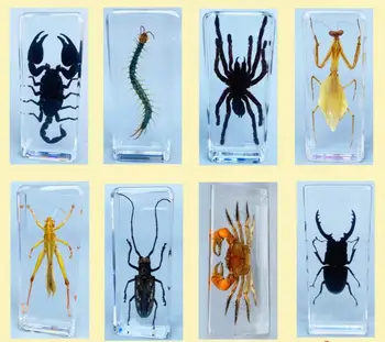 Сега малко животно, проба на насекомо, смоляной бръмбар, раци, дълъг бръмбар, стоножка, скорпион богомолка, скакалци, на паяк, на брега на океана